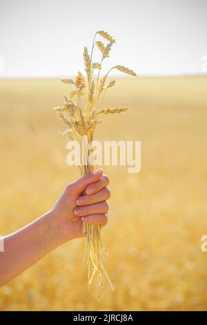 la ragazza tiene le spikelets nelle mani. Donna Ucraina rossa su campo giallo di grano. Raccogliendo pane. Concetto di stile di vita di campagna Foto Stock