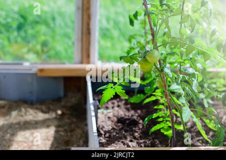 in una giornata di sole crescono in serra piccoli e sani cespugli di pomodori verdi. Foto Stock