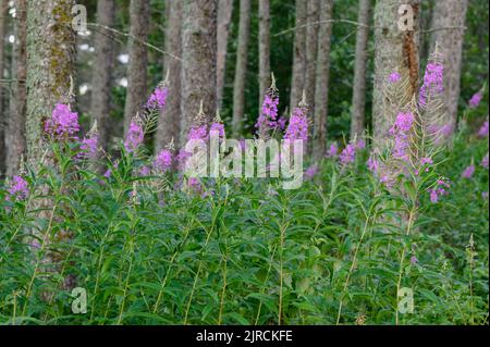 Le alghe da fuoco (Epilobium angustifolium) fiorendo nella foresta boreale del Canada, Elk Island National Park, Alberta Foto Stock