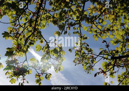 Spitz- Ahorn (Acer platanoides) Blüten und junge Blätter, Nordrhein-Westfalen, Deutschland, Weilerswist Foto Stock