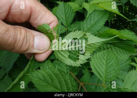 Blattwespen-Larven (Tenthredinidae) fressen die Blätter eines Wald-Geissbart (Aruncus dioicus) Foto Stock