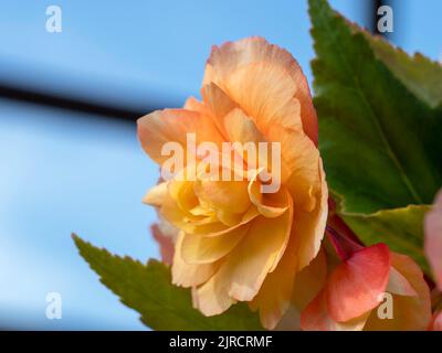 Pesca Pretty Begonia fioritura in una serra Foto Stock