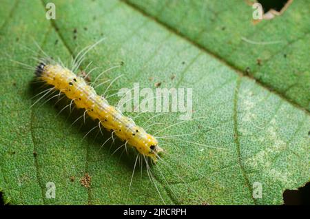 Un macrofo di un bruco giallo che striscia su una foglia verde Foto Stock