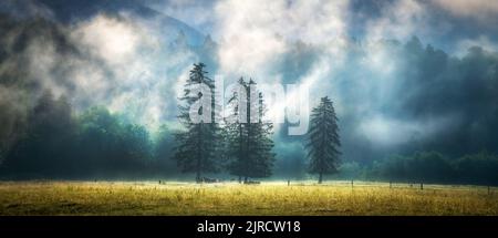 Tre alberi dalle nuvole basse all'incredibile alba in Slovenia Foto Stock