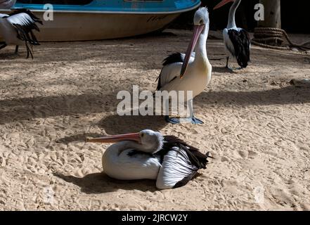 Due pellicani australiani (Pelecanus cospicillatus) a Sydney, NSW, Australia (Foto di Tara Chand Malhotra) Foto Stock