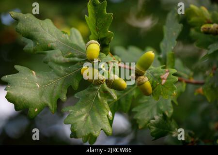 Ghiande e foglie di quercia si avvicinano su un albero di quercia Foto Stock