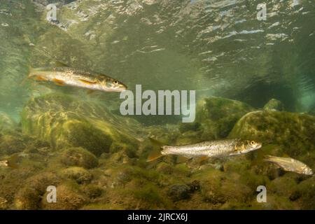 Sacramento pikeminnow (Ptychochocheilus grandis), un pesce d'acqua dolce proveniente da un fiume nelle montagne della Sierra Nevada della California, USA. Foto Stock