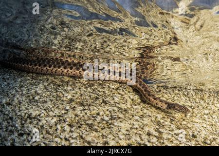 Un serpente di Sierra (Thamnophis couchii), un serpente nell'acqua incontaminata di un fiume di montagna nelle montagne della Sierra Nevada della California. Foto Stock