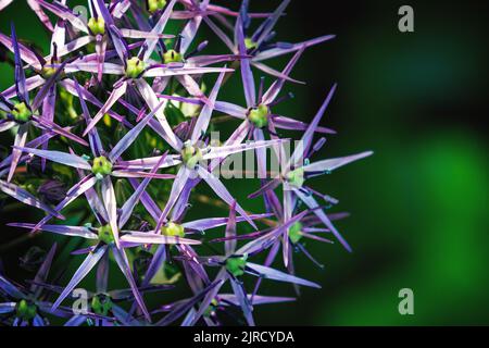 Foto ravvicinata di un gruppo di piccoli fiori viola in un giardino verde. Foto Stock