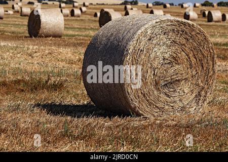 Waubra Australia / balle di Hay in un campo rurale Waubra Victoria Australia. Foto Stock