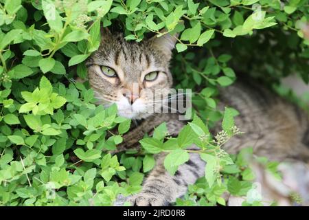 Bruno e nero gatto tabby giocare in un giardino. Foto Stock