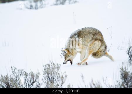 Coyote (canis latrans) che corre con la coda rimboccata Foto Stock