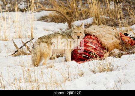 Coyote (Canis latrans) alimentazione sulla carcassa di un toro elk Foto Stock