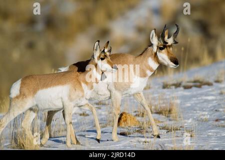 Antilope del pronghorn maschio adulto e giovanile (Antilocapra americana) Foto Stock