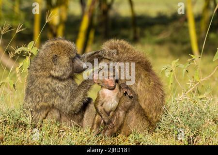 I babbuini oliva (papio anubis) con neonati, toelettatura Foto Stock