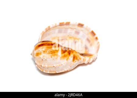 Immagine di harpaconoidalis conch seashell su sfondo bianco. Conchiglie marine. Animali sottomarini. Foto Stock