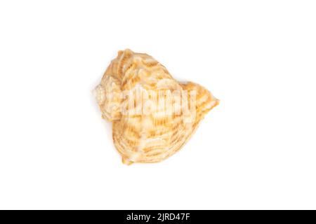 Immagine di rapana di conchiglia su sfondo bianco. Animali sottomarini. Conchiglie marine. Foto Stock