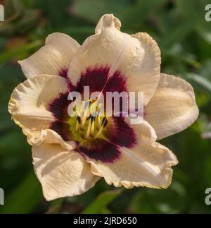 'Piano Man' Daylily, Daglilja (Hemerocallis) Foto Stock