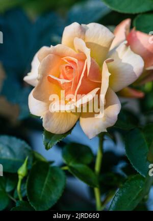 "Hansestadt Rostock, Tan04603, Queen Bee, Mythique, ricorda sempre, Elsbeth Meier' Floribunda Rose, Floribundaros (Rosa) Foto Stock