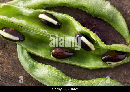 macro vista ravvicinata di baccelli di fagioli giacinto con semi, purpureus di laboratorio, conosciuto anche come fagioli papdi di valor, verdure indiane commestibili su superficie di legno Foto Stock