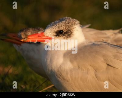 Giovane terna Caspiana closeup al sole del mattino, Tauranga Nuova Zelanda. Foto Stock