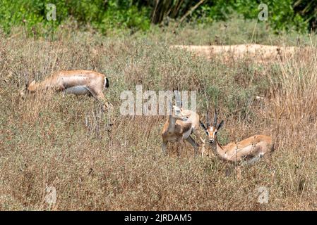 Una gazzella di montagna maschile nel parco nazionale della valle gazelle, Gerusalemme, Israele. Foto Stock