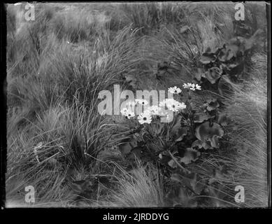 Ranunculus, circa 1900, di Fred Brockett. Foto Stock