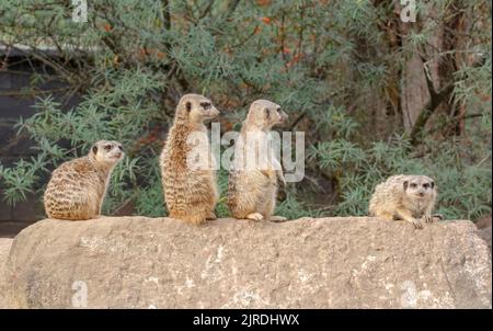 Egli meerkat, chiamato anche suricati o obsoleto Scharrtier, è una specie di mammifero della famiglia delle Mongoose Foto Stock