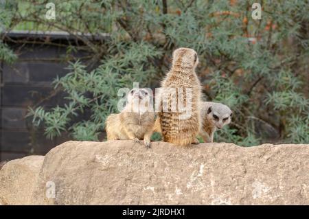 Egli meerkat, chiamato anche suricati o obsoleto Scharrtier, è una specie di mammifero della famiglia delle Mongoose Foto Stock