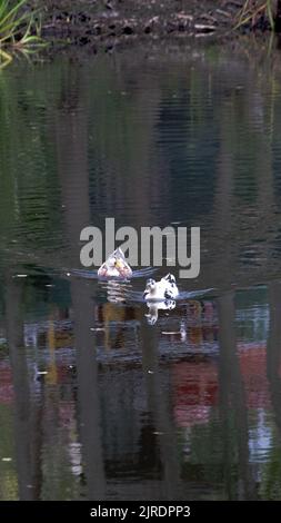 Anatre, due anatre nuotano lontano dalla riva del lago. Un paio di uccelli acquatici. Nessuna gente, nessuno. Concetto di idea della fauna selvatica. Foto verticale. Foto Stock