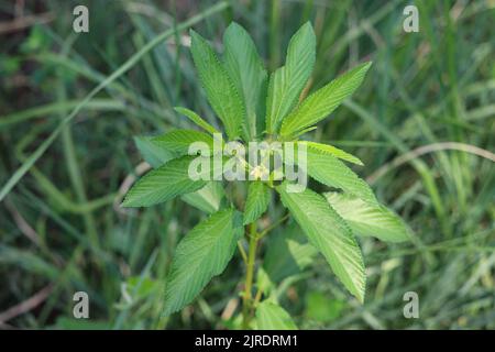 Foglie verdi di iuta mallow o nalta iuta (Corchorus olitorius) in una fattoria sulla riva occidentale del Nilo a Luxor, Egitto Foto Stock