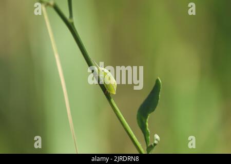 Bug verde o bug soldato verde (Chinavia hilaris) presso le fattorie della riva occidentale del Nilo a Luxor, Egitto Foto Stock