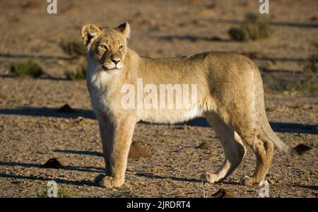 Lion ( Panthera leo ) Kgalagadi Transborder Park, Sudafrica Foto Stock