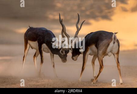 Il gregge di blackbuck nel deserto , il blackbuck, conosciuto anche come l'antilope indiana, è un'antilope originaria dell'India e del Nepal Foto Stock