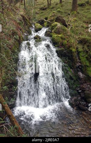 Cascate di Tom Gill sul deflusso del lago Tarn Hows a Glen Mary nella Yewdale Valley, Lake District National Park, Cumbria, Inghilterra, Regno Unito. Foto Stock