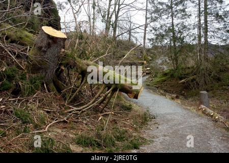 Tagliare gli alberi danneggiati dalla tempesta dal lago Tarn Hows nella Yewdale Valley, Lake District National Park, Cumbria, Inghilterra, Regno Unito. Foto Stock