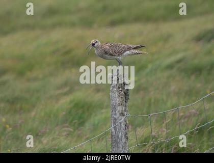 Whimbrel (Numenius phaeopus), seduto su un posto che chiama, Fetlar, Shetland. Foto Stock