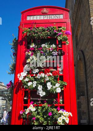 Chiosco telefonico riutilizzato con esposizione di fiori estivi, Bath, Somerset. Temi: Riutilizzo, riciclaggio, evoluzione, cambiamento, pensiero nuovo Foto Stock