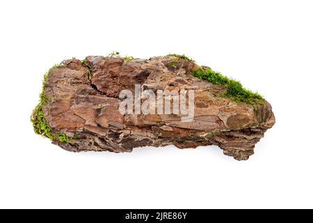 Pezzo di corteccia naturale di pino vecchio con muschio isolato su bianco Foto Stock