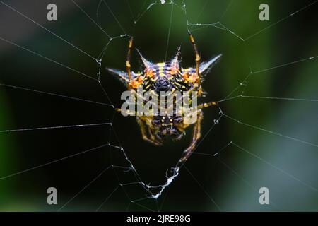 Splendidi ragni nel parco cittadino di ho Chi Minh Foto Stock