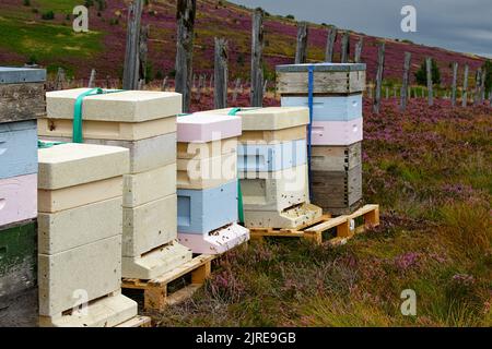 API MELLIFERE CHE VOLANO INTORNO AD UNA FILA DI ALVEARI POSTI SU HEATHER MOORS IN HIGHLAND SCOZIA A FINE ESTATE Foto Stock
