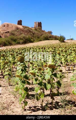 Castillo de los Condes de Saldaña medievale rovinato su una collina Saldana Palencia Castiglia e Leon Spagna con un campo di girasoli in primo piano Foto Stock