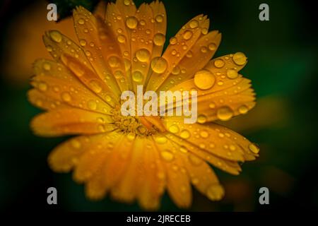 Primo piano macrofo di fiore di colore arancione con gocce di pioggia e sfondo verde sfocato. Foto Stock