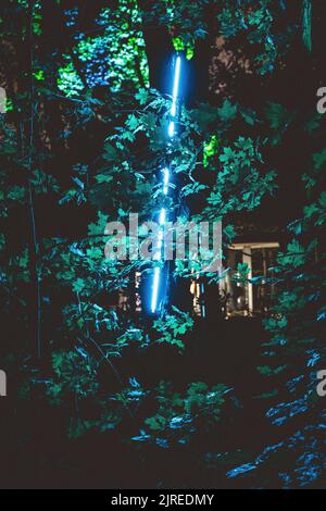 Luci blu al neon nei boschi con Leafs, sfondo astratto Foto Stock