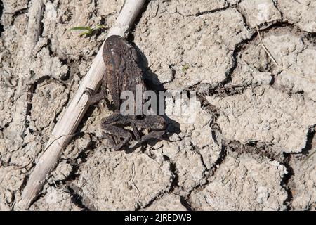 Ancora si aggrappa ad una canna, un rospo asciugato sul fondo incrinato dello stagno asciutto. Foto Stock