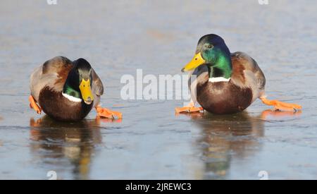 BALLARE SUL GHIACCIO . LE ANATRE MALLARD SCIVOLANO SULLO STAGNO DI FROZEN A BAFFINS, PORTSMOUTH, HANTS. FOTO DI MIKE WALKER, FOTO DI MIKE WALKER, 2012 Foto Stock