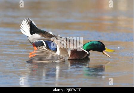 BALLARE SUL GHIACCIO . LE ANATRE MALLARD SCIVOLANO SULLO STAGNO DI FROZEN A BAFFINS, PORTSMOUTH, HANTS. FOTO DI MIKE WALKER, FOTO DI MIKE WALKER, 2012 Foto Stock