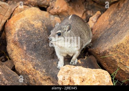 Rock Hyrax - Klippschliefer - nel Parco Nazionale di Tsavo Est, Kenya, Africa Foto Stock