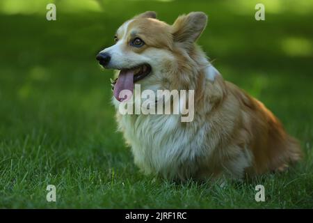Carino gallese Corgi Pembroke sull'erba verde nel parco Foto Stock
