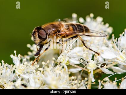 A Tapered Drone Fly, Chipping, Preston, Lancashire, UK Foto Stock
